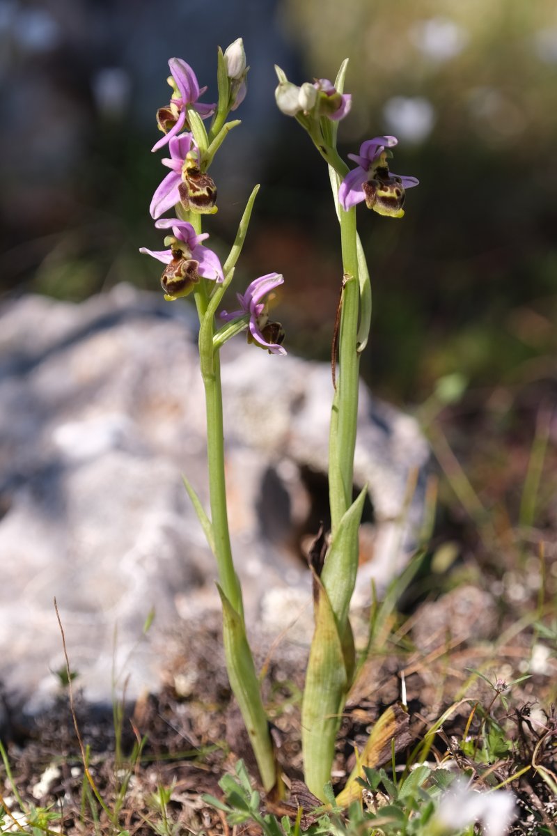 Ultime orchidee per quest''anno - Dalla Grecia con passione